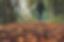 section-6.jpg, JPG k�pf�jl