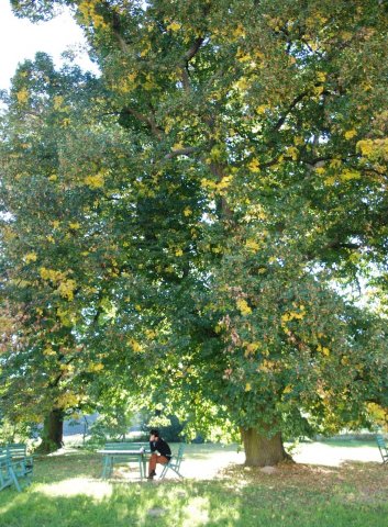 Fehérvárcsurgói Wagner-szimpózium